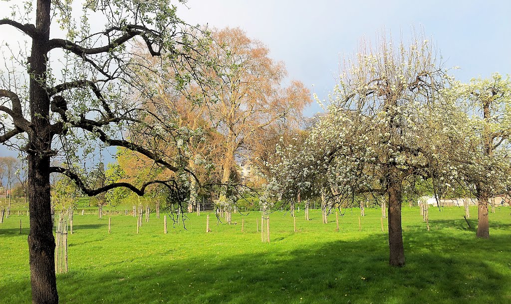 Fruitbomen in gronsveld, kasteel op de achtergrond by W.i.m.