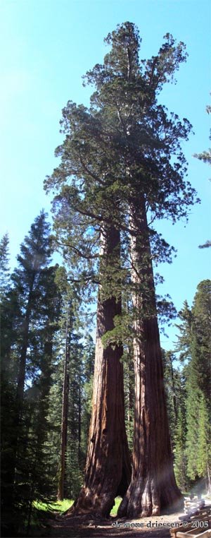 Sequoia's - Mariposa Grove - Yosemity NP by Clemens Driessen