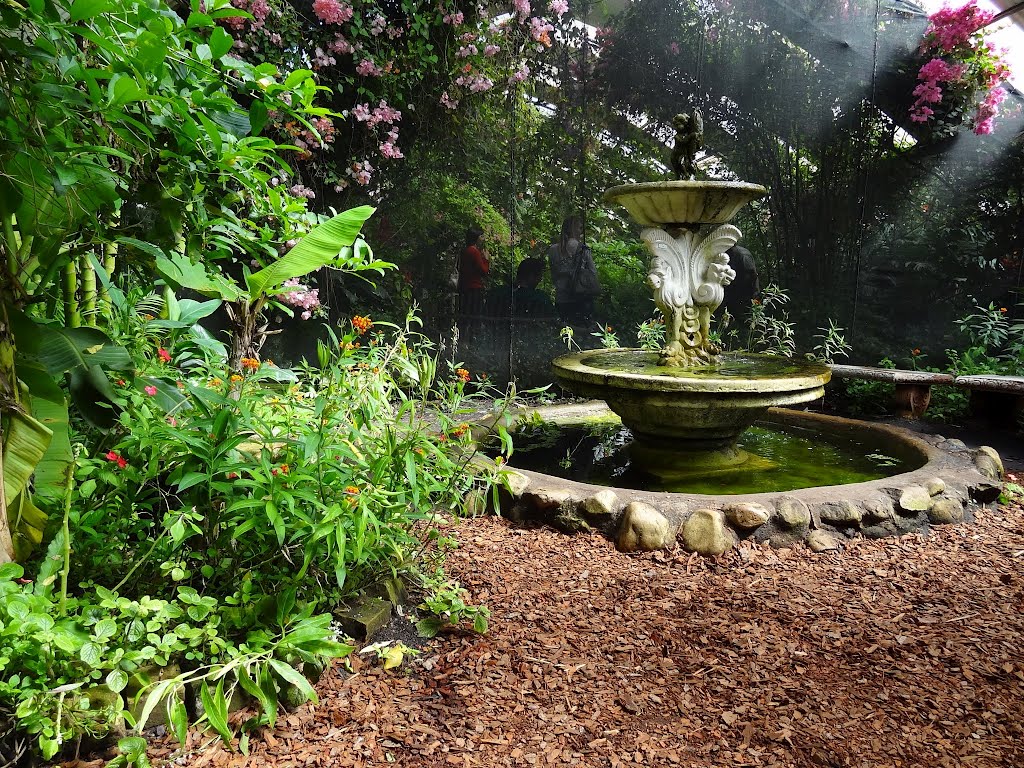 Fountain inside Butterfly World by Danie van der Merwe