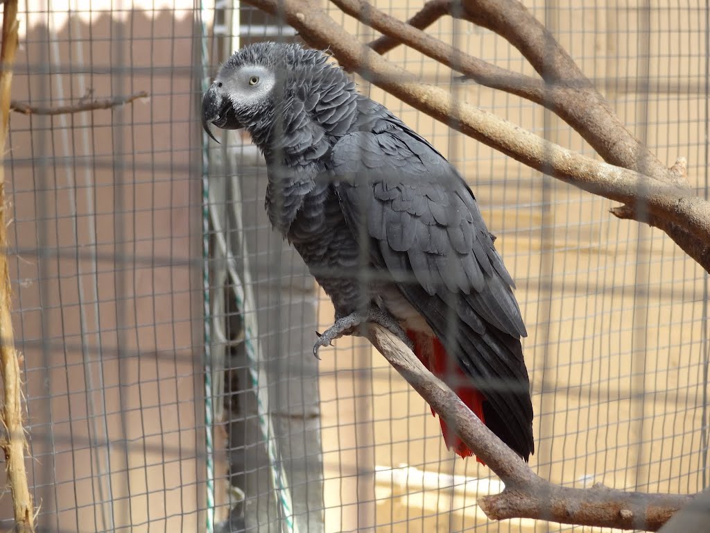 African Grey Parrot by Danie van der Merwe