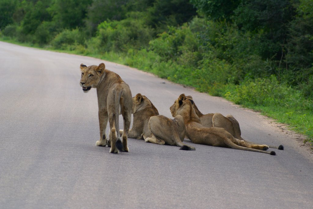 Lions by Daniel Tschernich