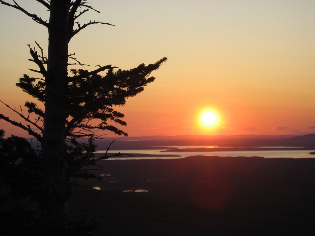 Cadillac Mountain Tree At Sunset by Jeff R