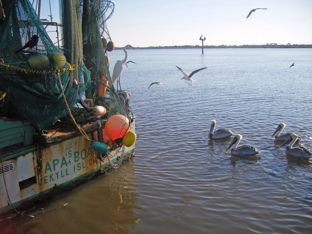 Pelicans watching boat by alexmel