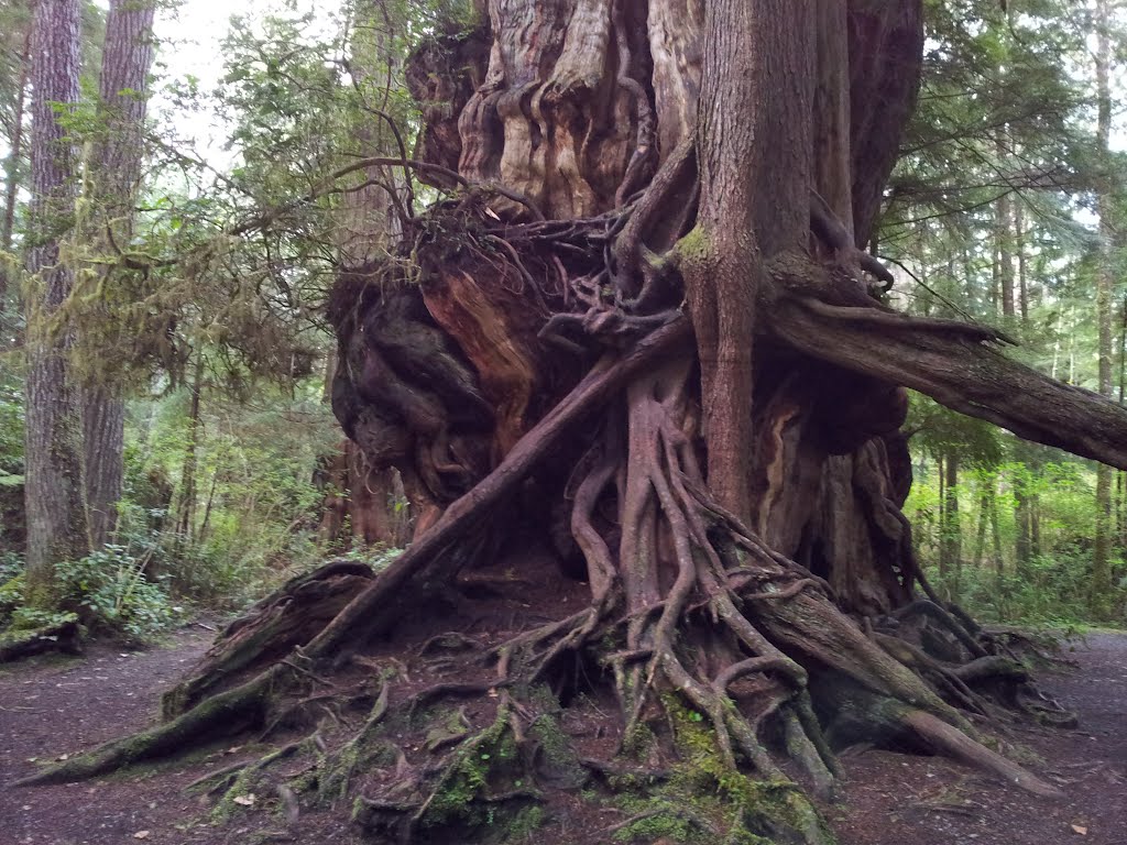 Big Red Cedar by dawib76