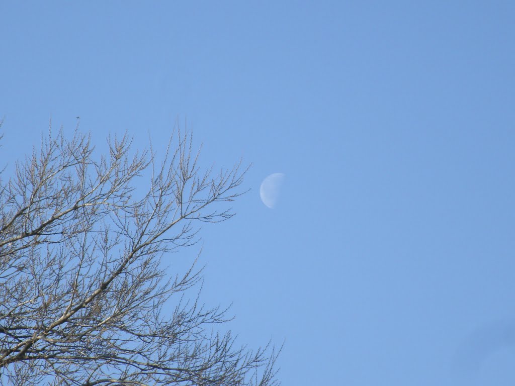 Moon Above Branch, Over Salina, Kansas by "Teary Eyes" Anderson