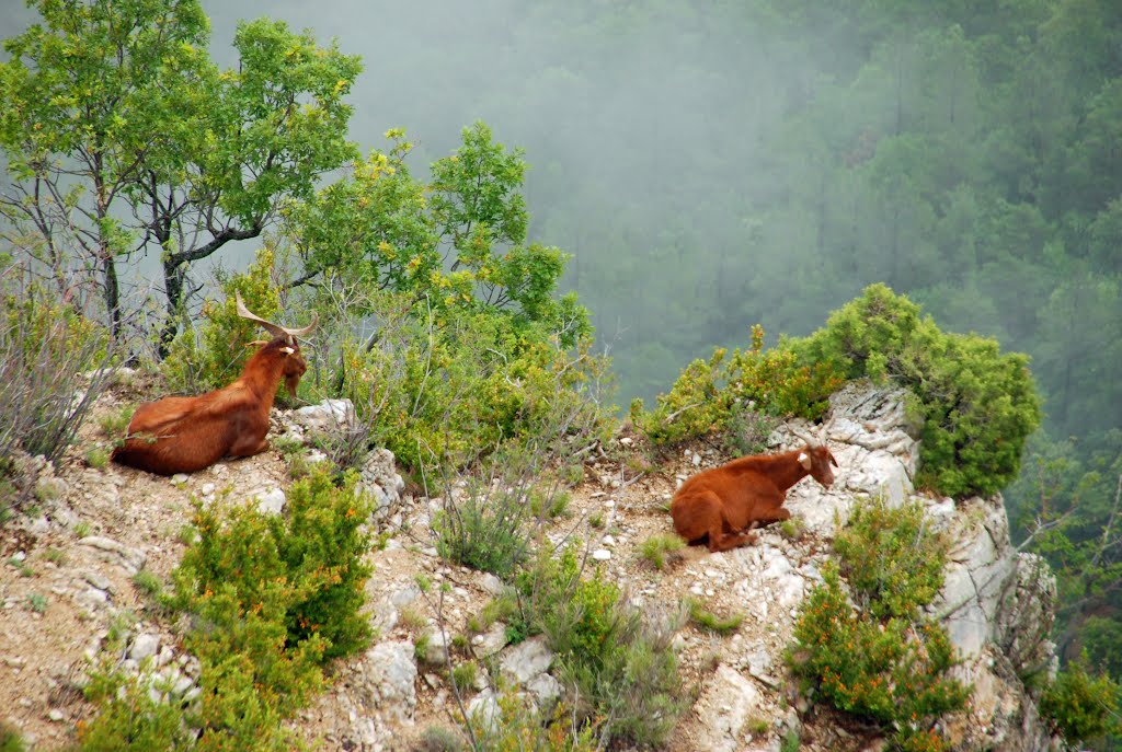 Grand Canyon du Verdon, France by MarieE