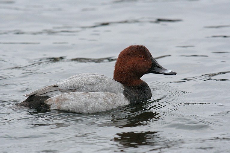 Pochard 2007.11.05 by Sanya_S