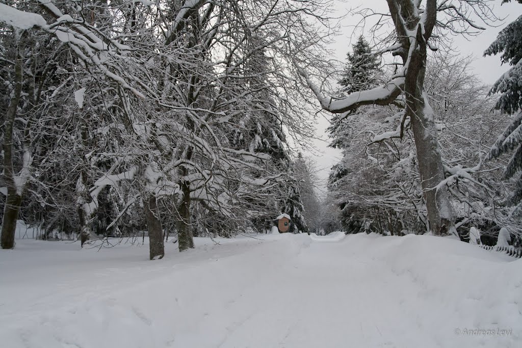 Winterharz © Andreas Levi - http://www.andreas-levi.de by photomedia++