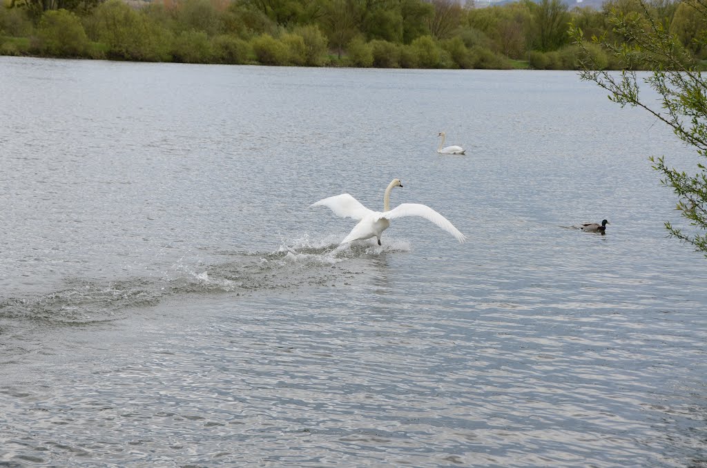 Bech-Maacher 22.04.2012 Luxembourg by RoschM