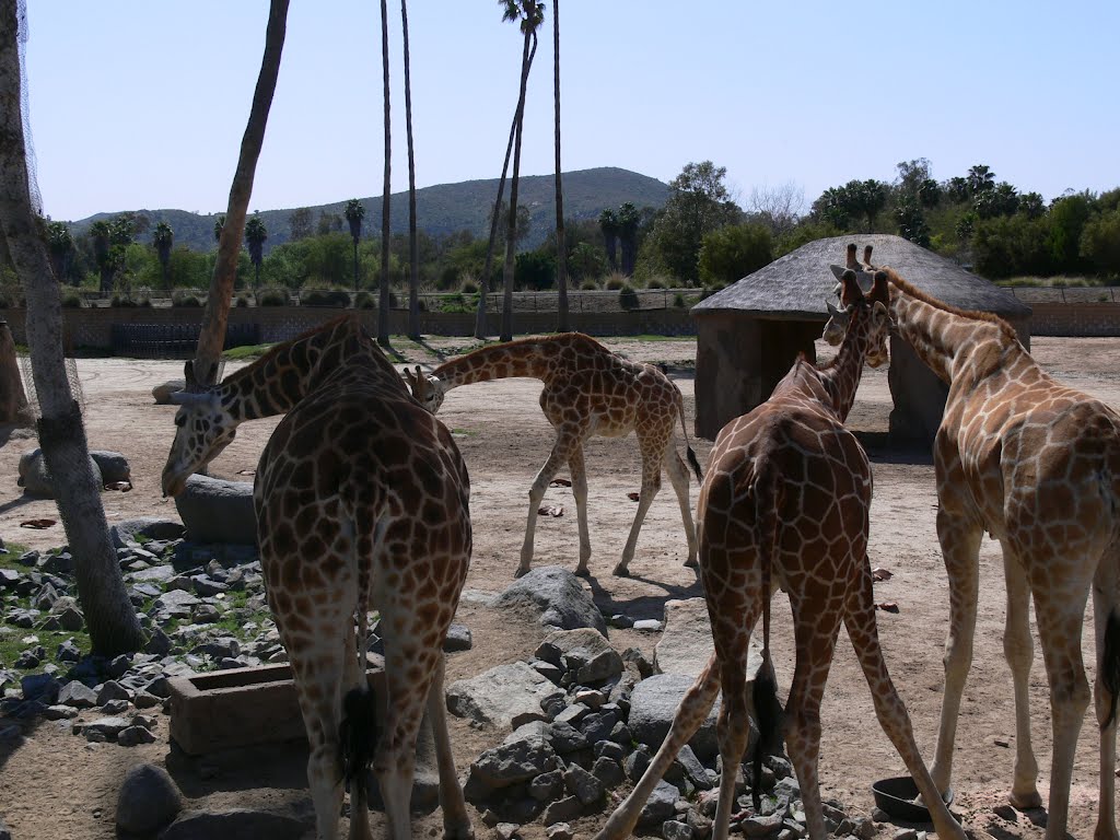 Safari Park, Escondido, CA by J.gumby.BOURRET