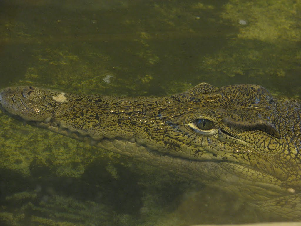 Crocodile, Sofia zoo by Laura