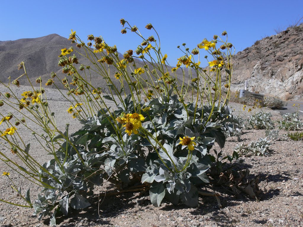 Anza-Borrego Desert State Park, California by J.gumby.BOURRET