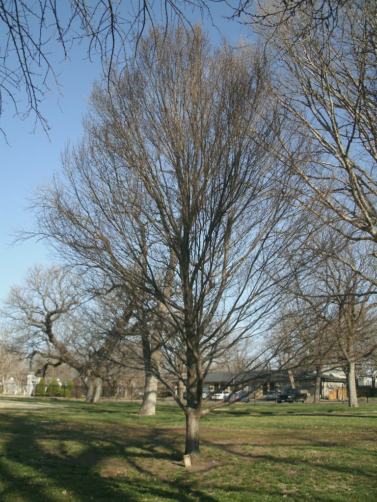 Oakdale Park , Hornbeam, Carpinus betulus, Tree with dedication post by "Teary Eyes" Anderson