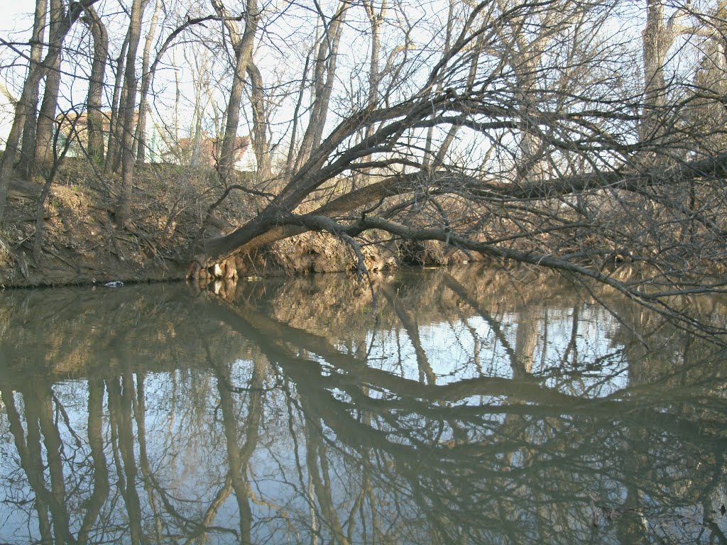 Smoky Hill River, Falling tree, near S. Front Street by "Teary Eyes" Anderson