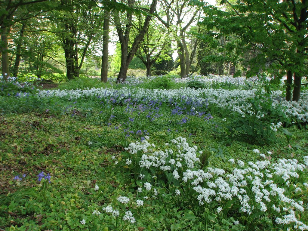 Arboretum de Dreijen met Scilla & Daslook by Margaritha