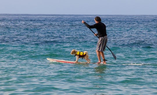 Man and dog on surfboard, with a paddle by photosofaloha