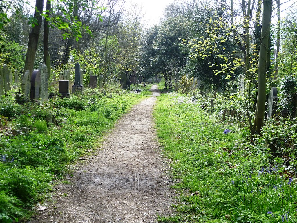 Spanish/English Hybrid Bluebell walk by David Sankey