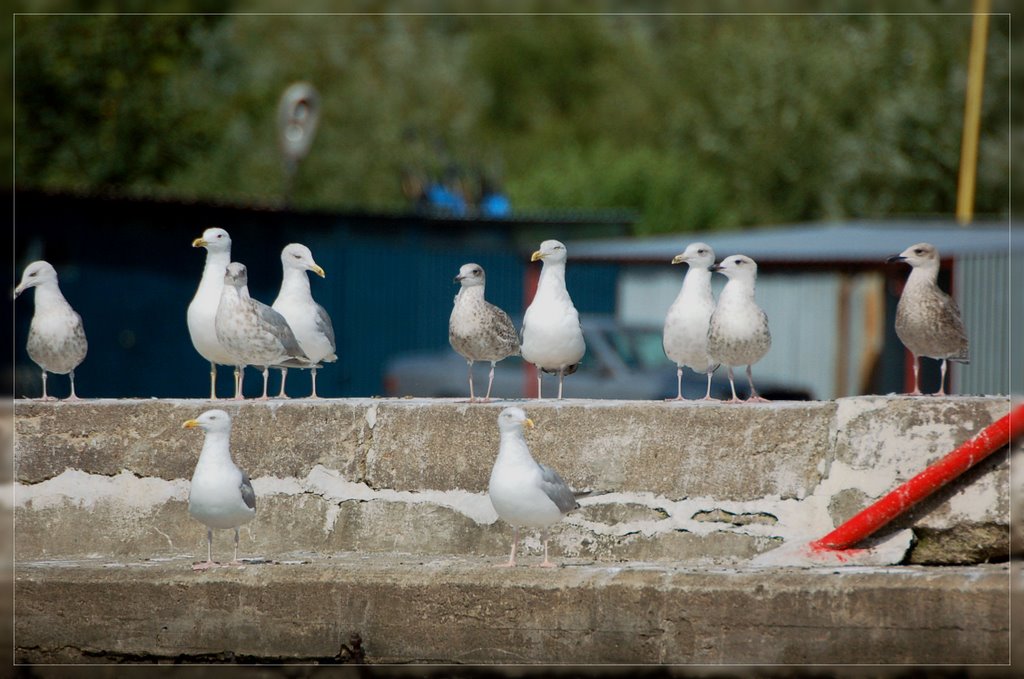 Seagulls waiting [o8.2oo6] by Paweł Nosal