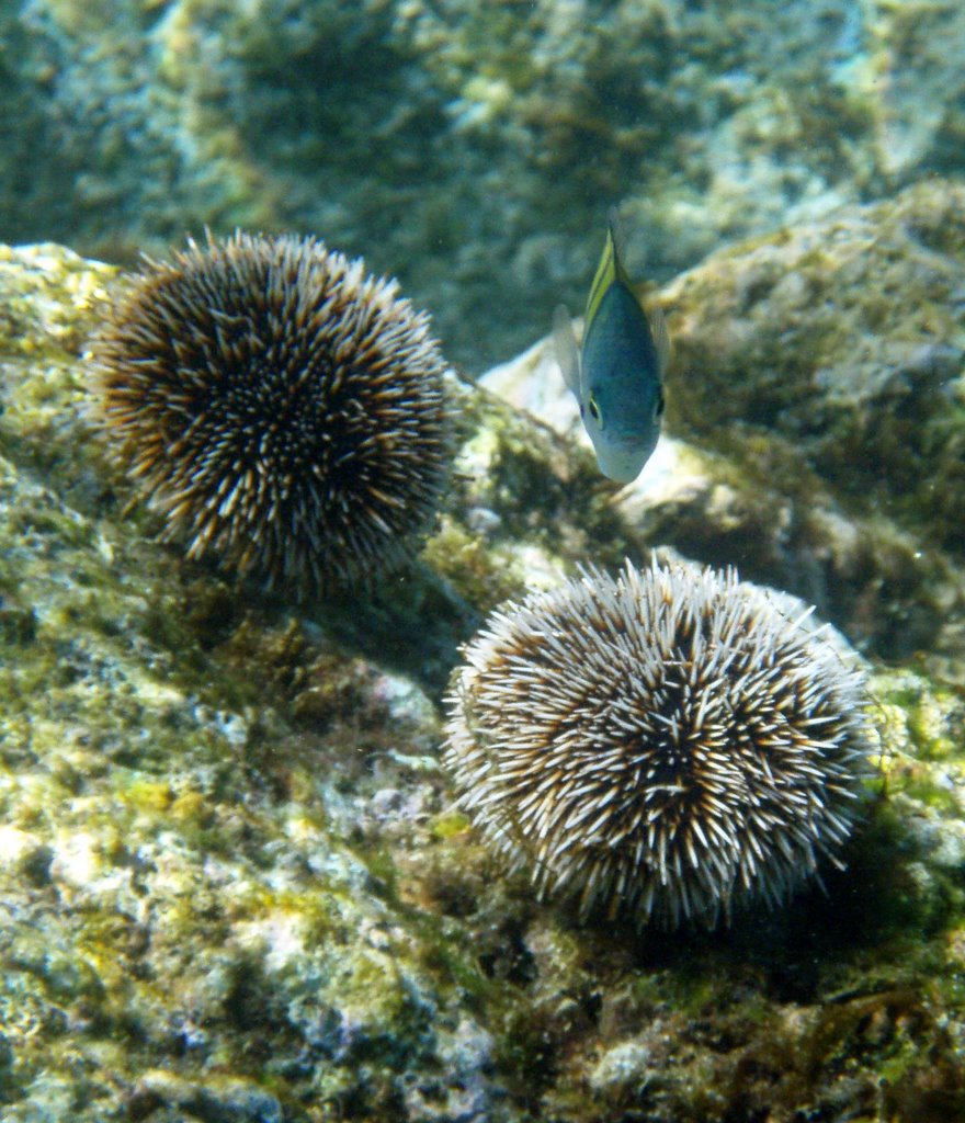 Snorkeling at Playa Chileno by jesseblehman