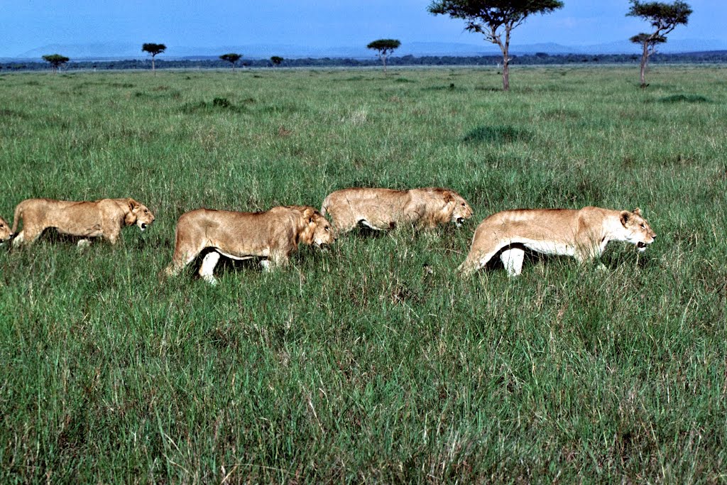 Masai Mara Park - shopping by manlyone