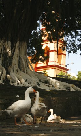 Ganzos en la Plaza de Huehuetlan by DG_GerardoMuñoz