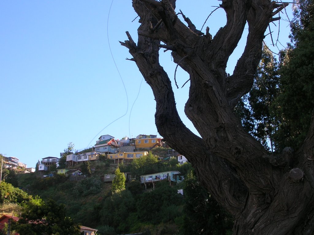 Casas y Arbol by jaime carlos castañe…