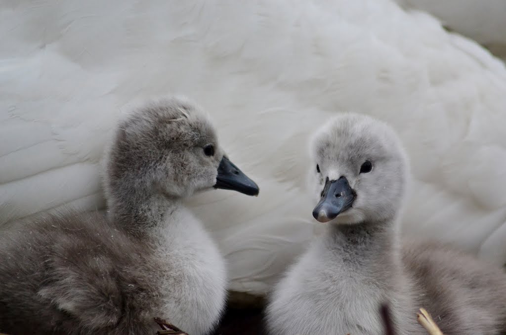 Amori di mamma by LidiaG