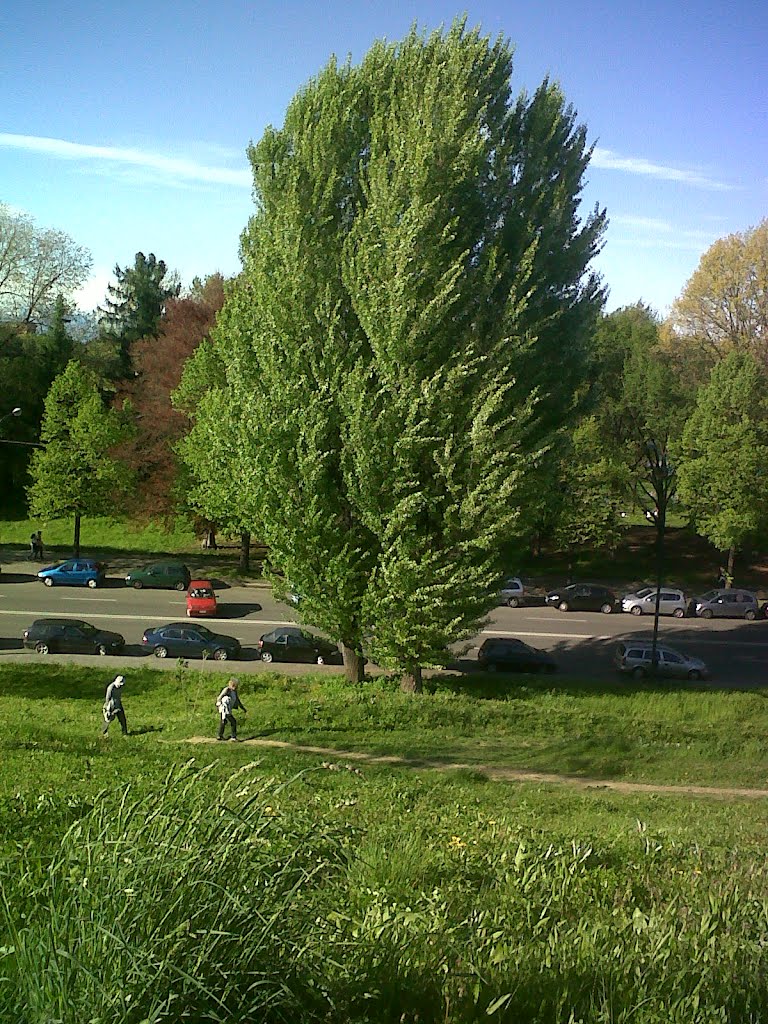 Parco Carrara, Torino by paoloanselmino