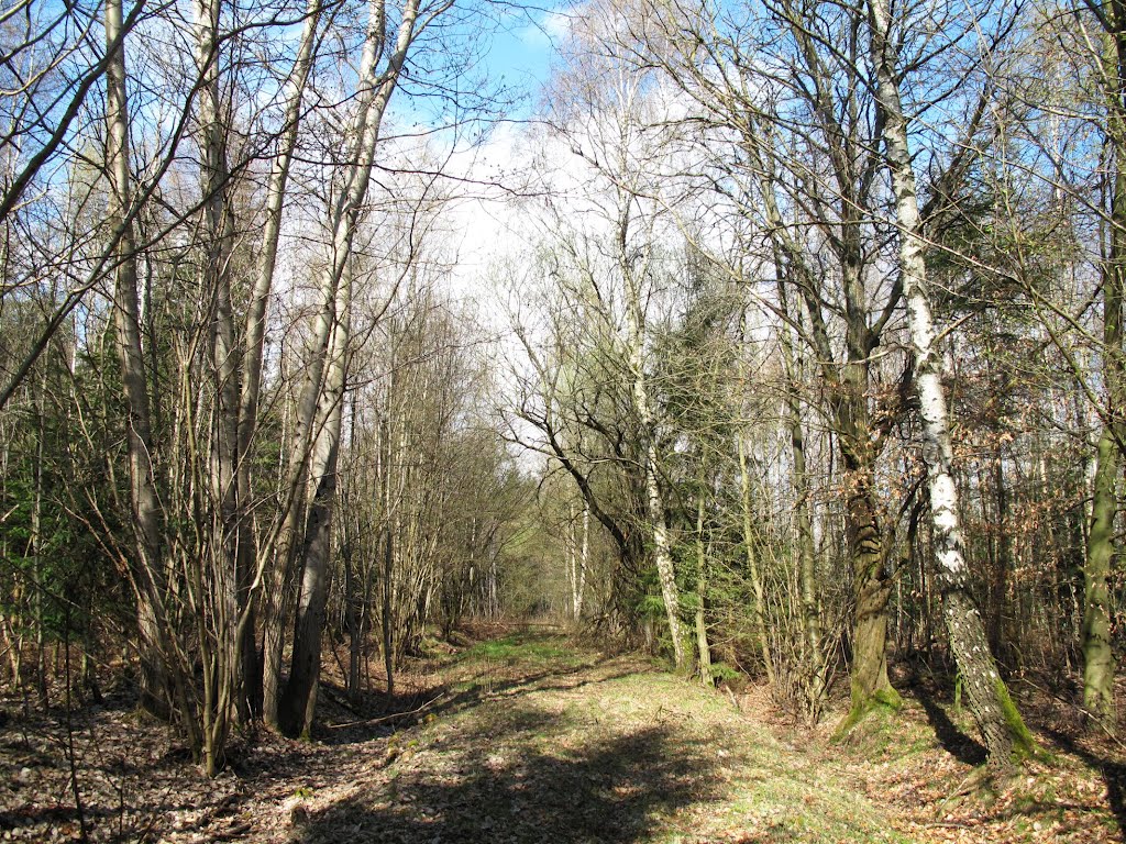 Teilstück der zurückgebauten Eisenbahnlinie zum ehem. Militärflugplatz Dornberg (2. Weltkrieg) by lebola