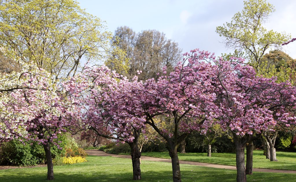 Cherry Trees in Bloom by LouiseJones