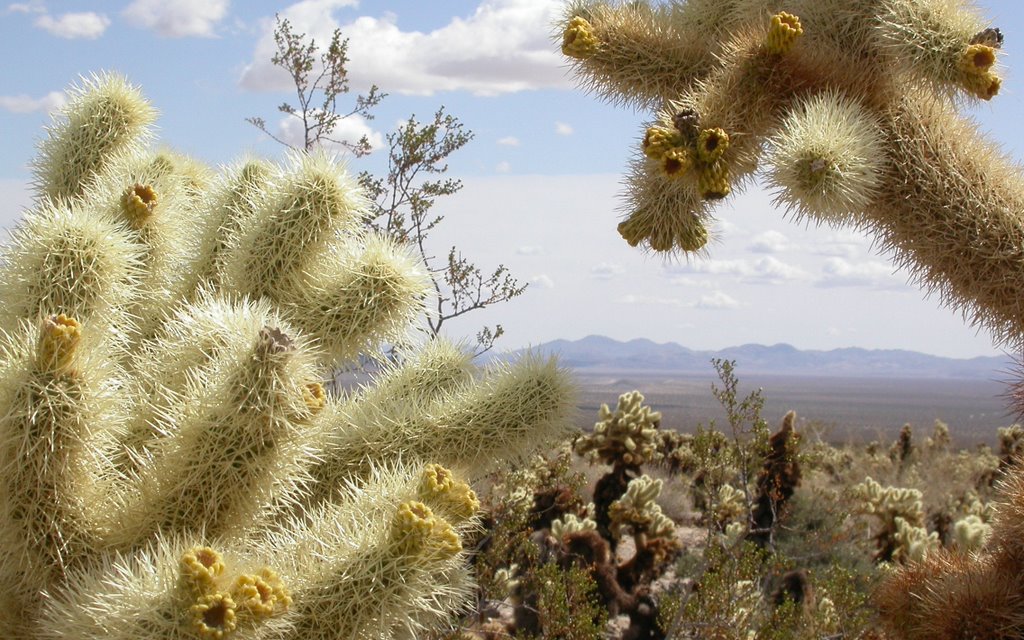 Joshua Tree NP, Cholla Cactus Garden by Max Richard