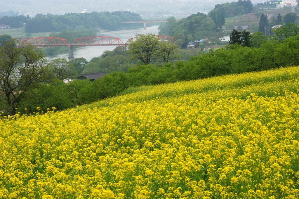 飯山　菜の花 by Miyashita Japan