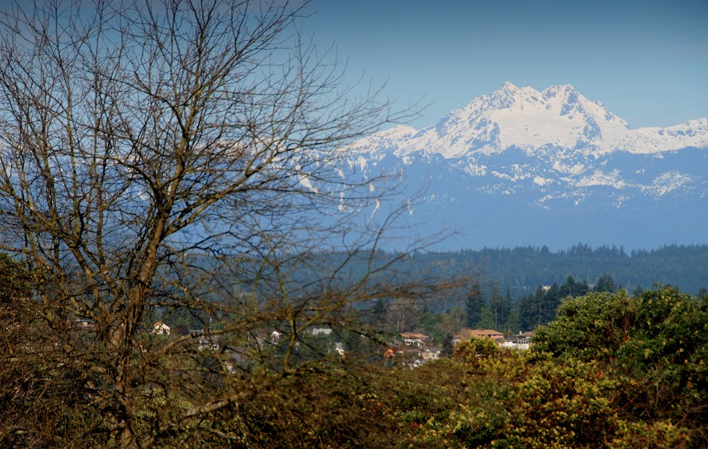 Olympic Mountains from Bremerton, Washington, USA by Damon Tighe