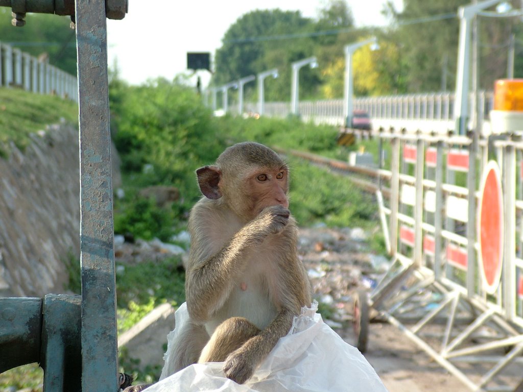 Lop Buri Monkey by Paul Mealing