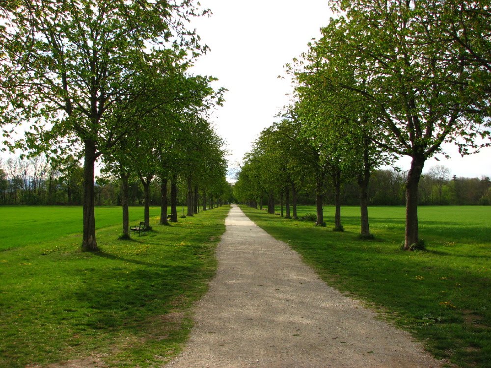 Allee im Akademiepark by stefan4714