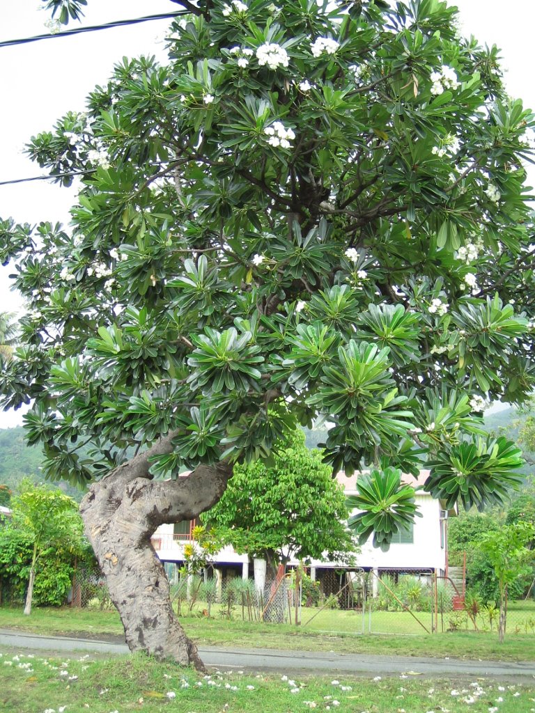 Papua New Guinea-Rabaul by eliana P.