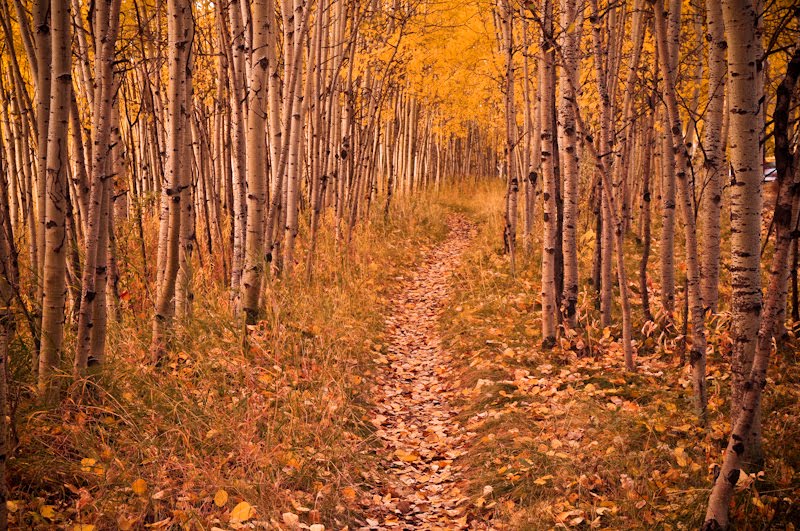 Aspens at Fish Creek Park by Marko Stavric