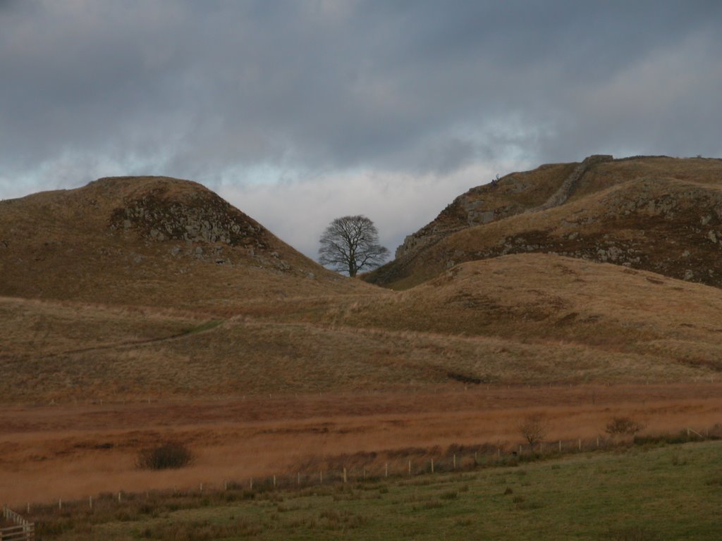 Sycamore Gap, Hadrian's Wall by grahamathompson