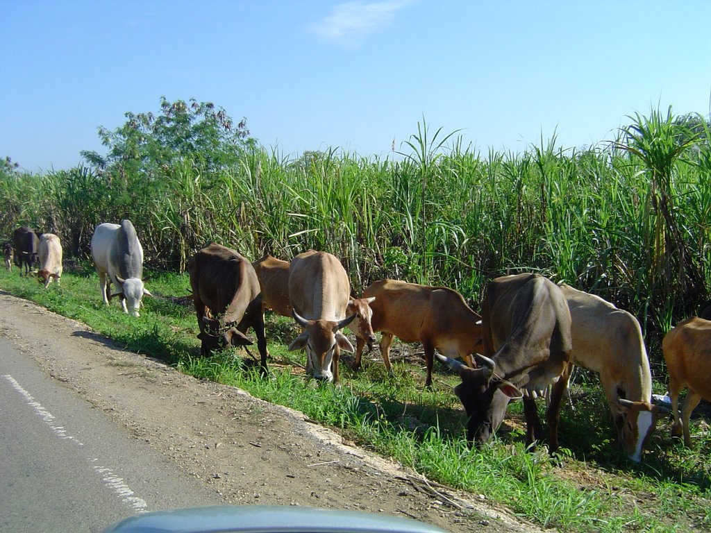 Les vaches à Saint Domingue by Fabrice Chicot