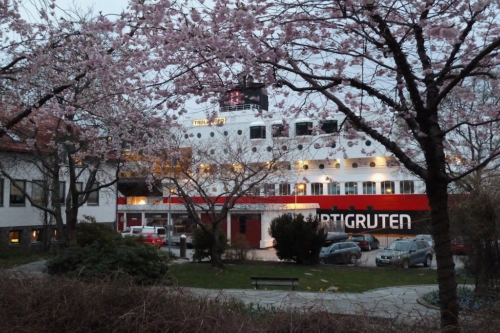 M/S TROLLFJORD og blomstrende kirsebærtrær by H.Jelstad