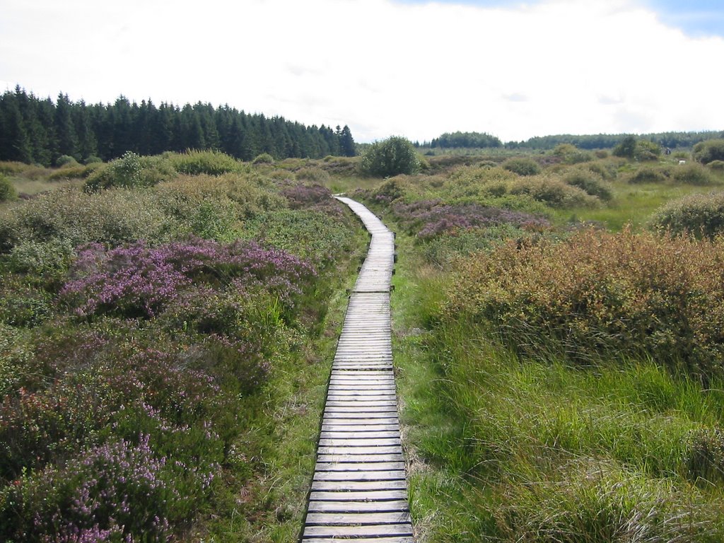 Belgium, Nature Parc "Hohes Venn - Eifel" by © Wim