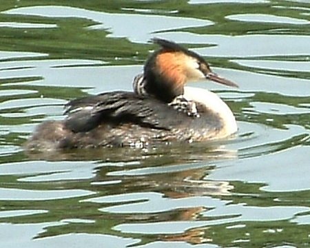 Great Crested Grebes at Newmillerdam, mum and chicks by Noseyinround