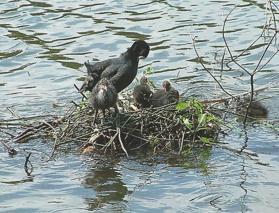 Coots at Newmillerdam by Noseyinround