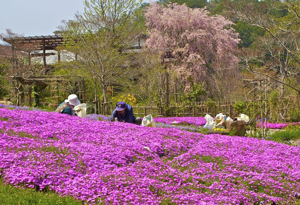 Muroutakidani, Uda, Nara Prefecture 633-0313, Japan by kankurou