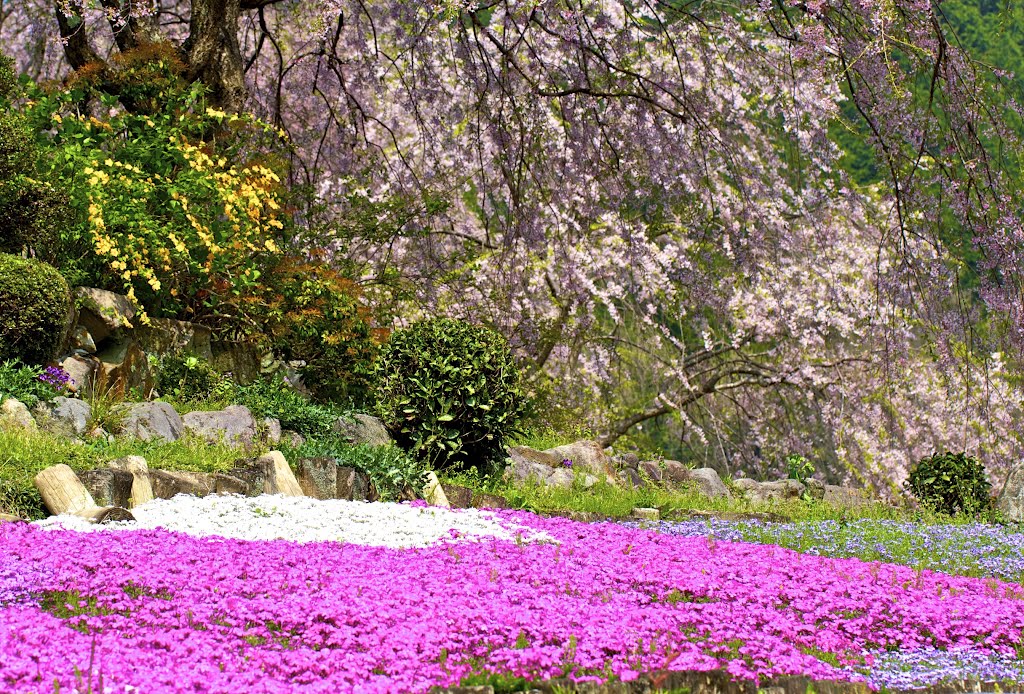 Muroutakidani, Uda, Nara Prefecture 633-0313, Japan by kankurou