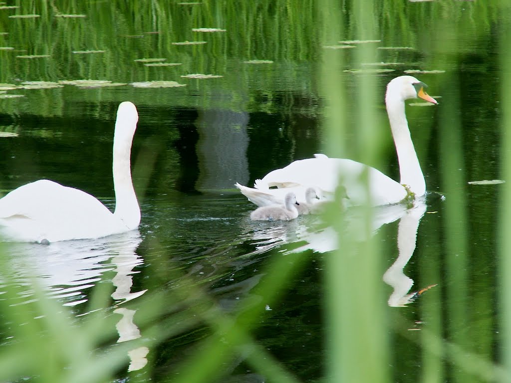 Idyll of the Graft Herrenhäuser Gärten by Sankt Niklas