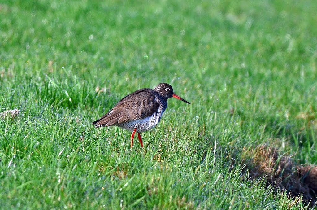 Common Redshank, Tringa totanus, Tureluur by bdeh