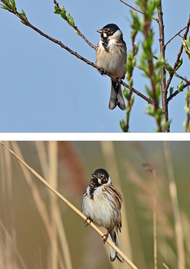 Reed Bunting, Emberiza schoeniclus, Rietgors ♂ by bdeh