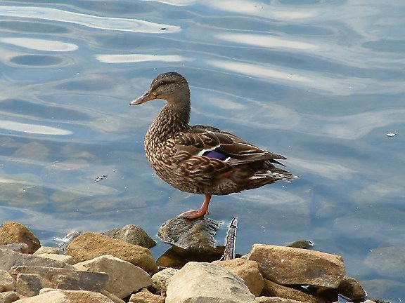 Mallard duck at Chellow Dene by Noseyinround