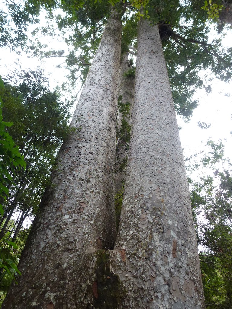 The Siamese Kauri (Waiau, New Zealand) by JoaquinLR